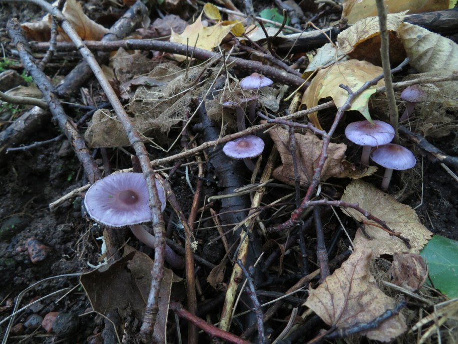 Гриб волоконница Земляная