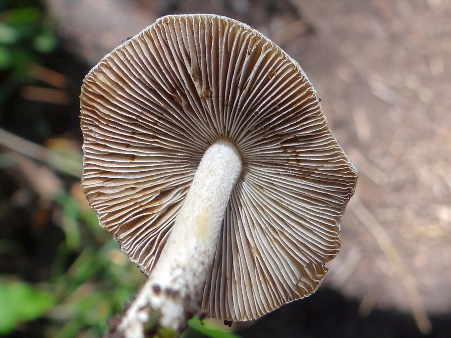 Гриб волоконница патуйяра