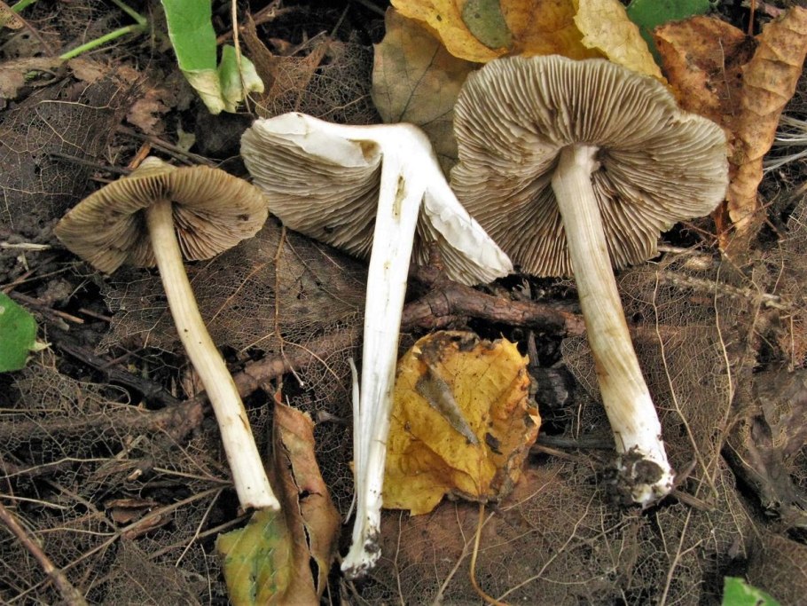 Волоконница звёздчатоспоровая