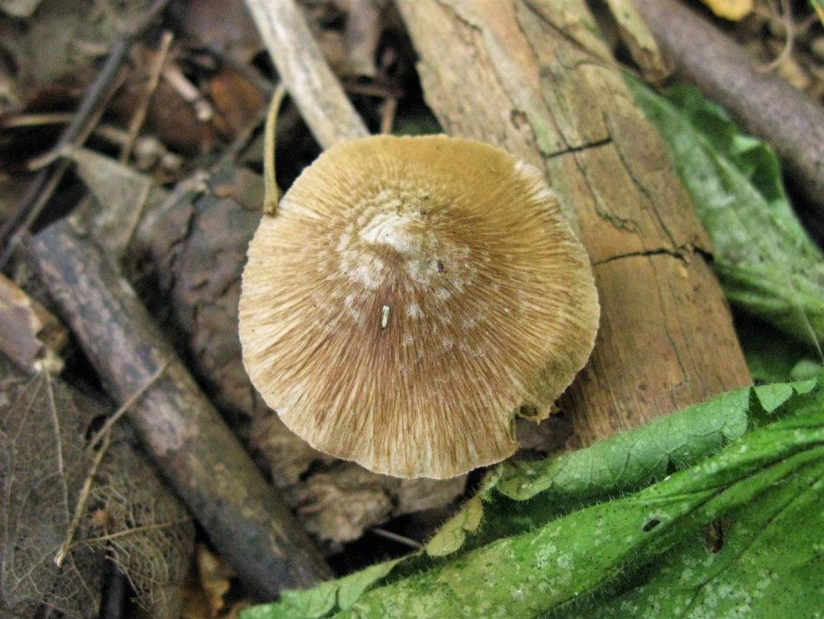 Волоконница Бонгарда (Inocybe bongardii)
