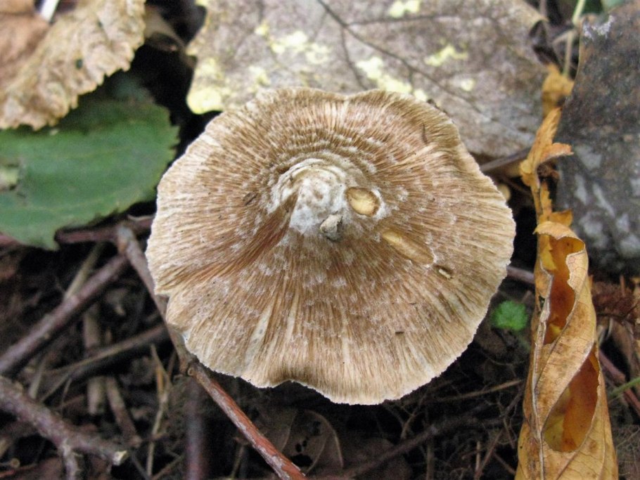 Cortinarius rubellus и Inocybe geophylla
