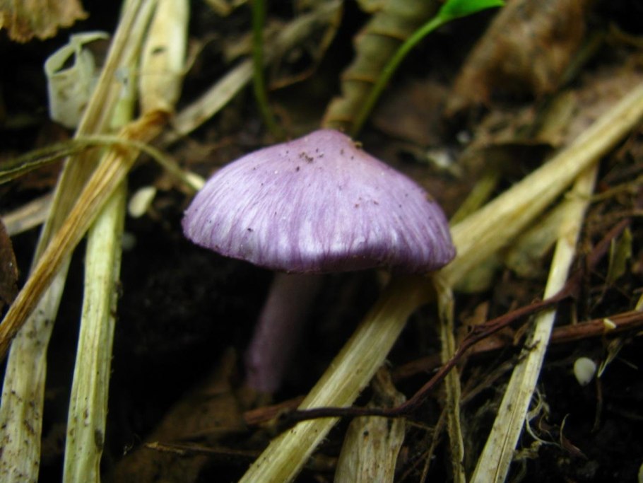 Inocybe geophylla