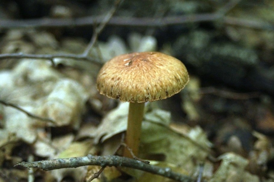 Волоконница волокнистая (Inocybe rimosa)