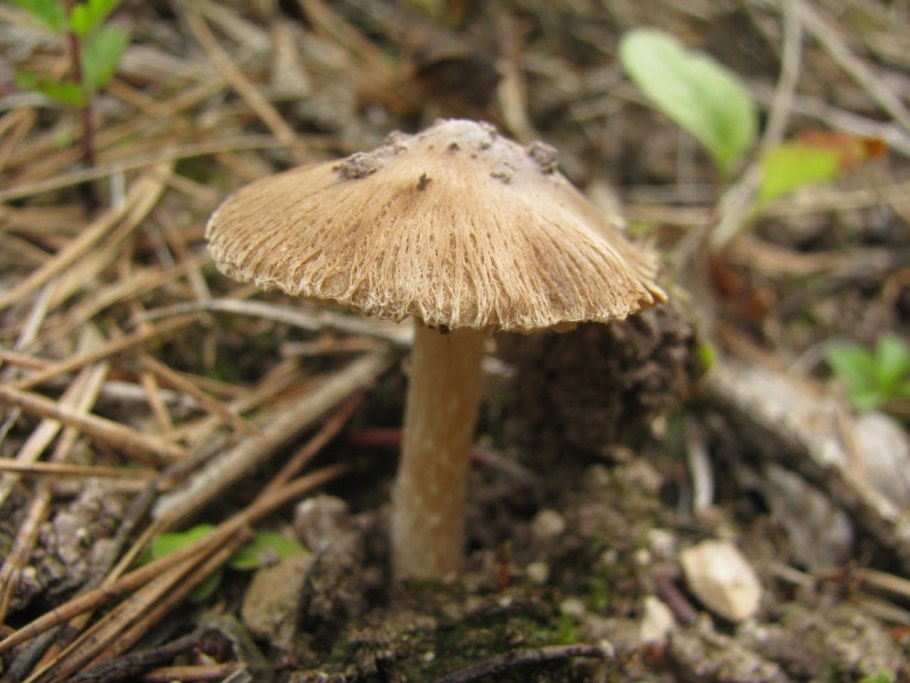 Inocybe geophylla