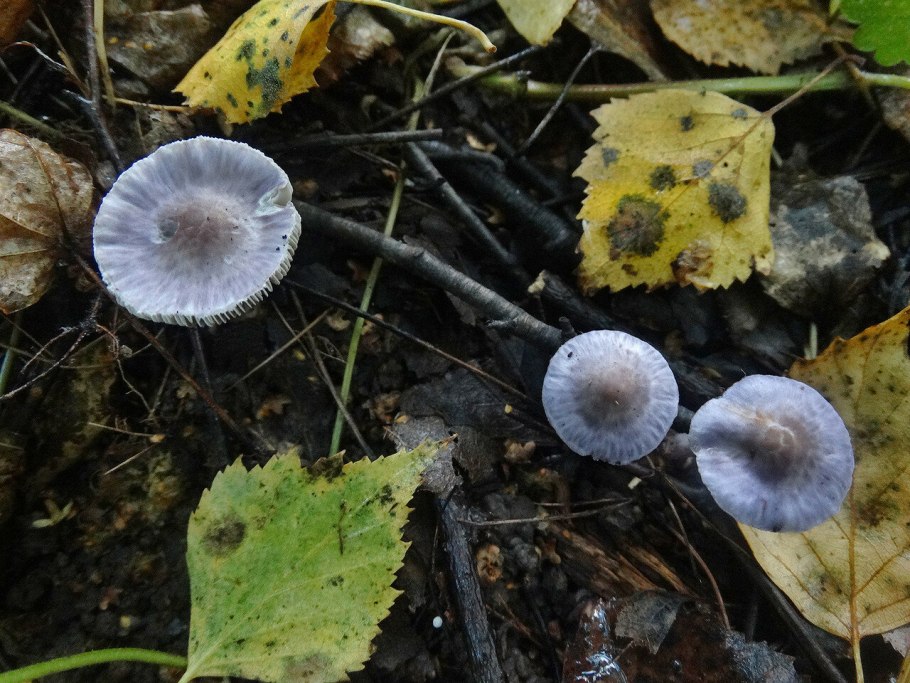 Грибы средней Inocybe