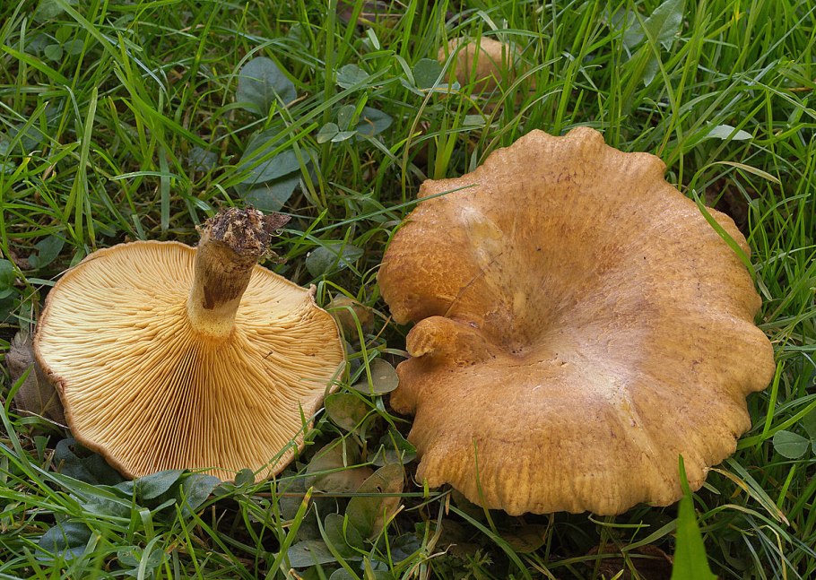 Paxillus rubicundulus