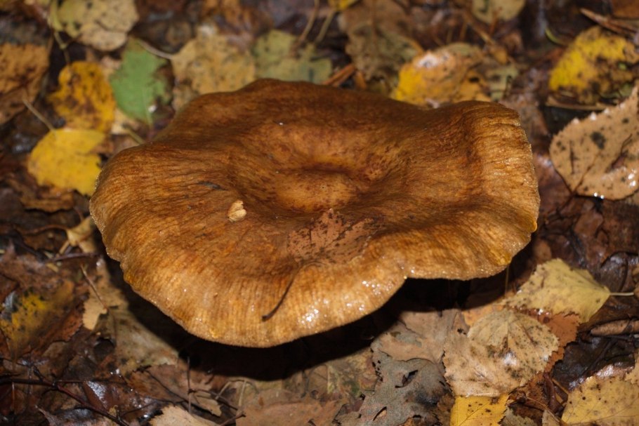 Свинушка Paxillus rubicundulus