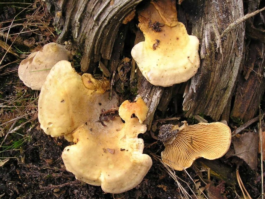 Свинушка шиитаке