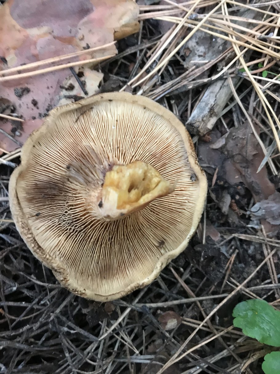Paxillus rubicundulus