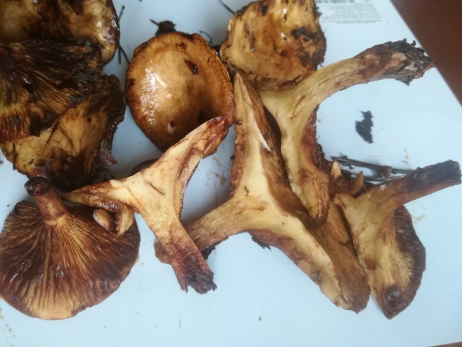 Тополевые свинушки