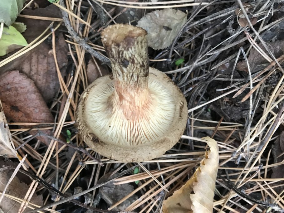 Свинушка тонкая Paxillus involutus