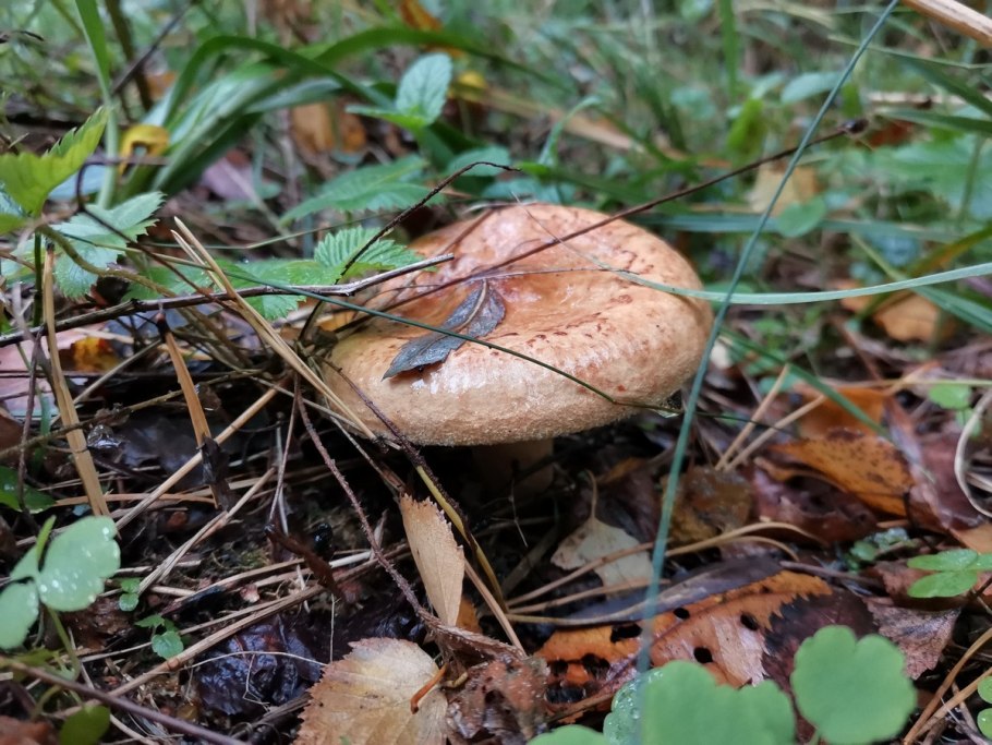 Гриб свинушка