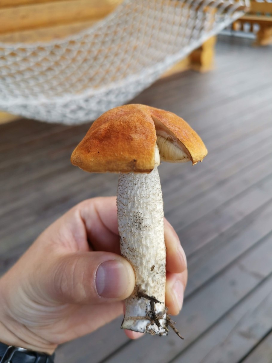 Розовеющий подосиновик