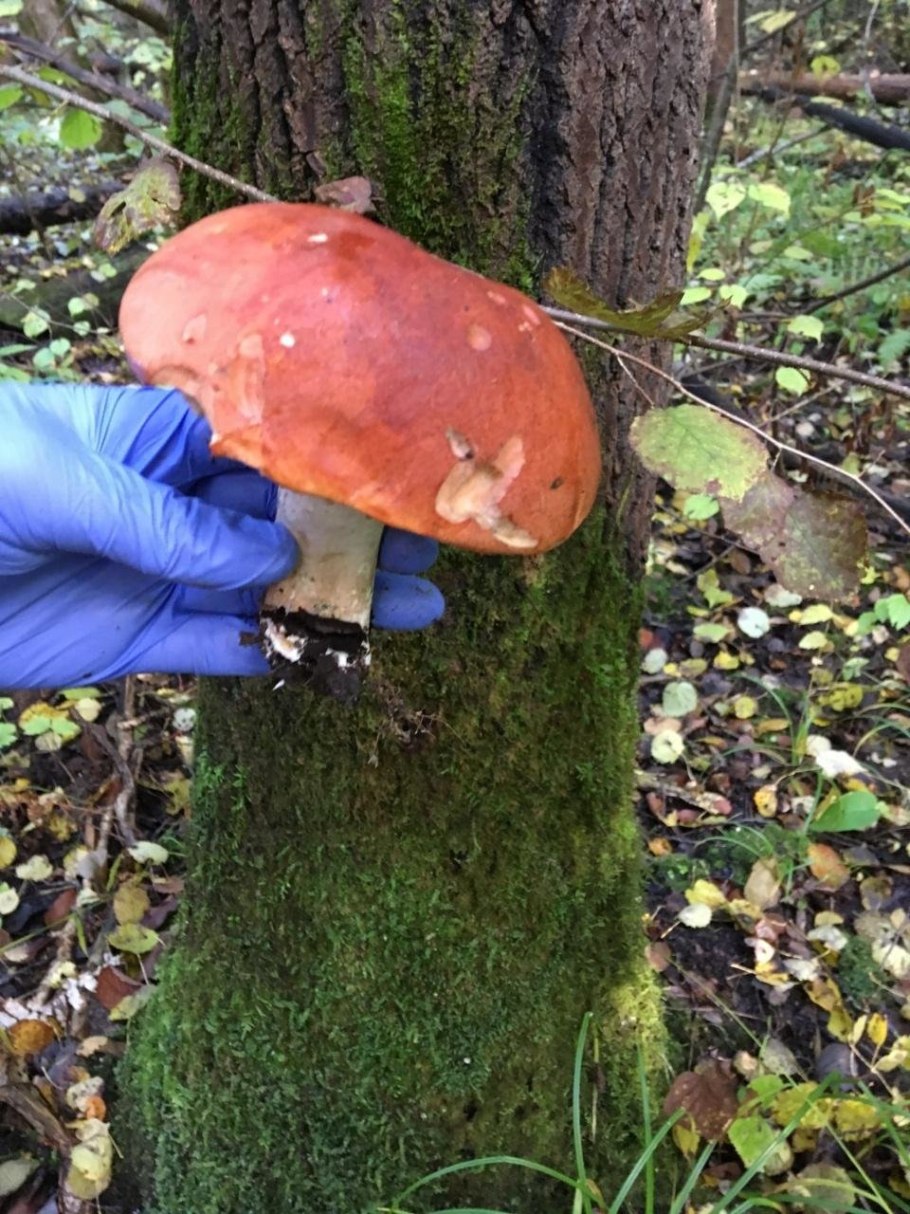 Подосиновик синеет