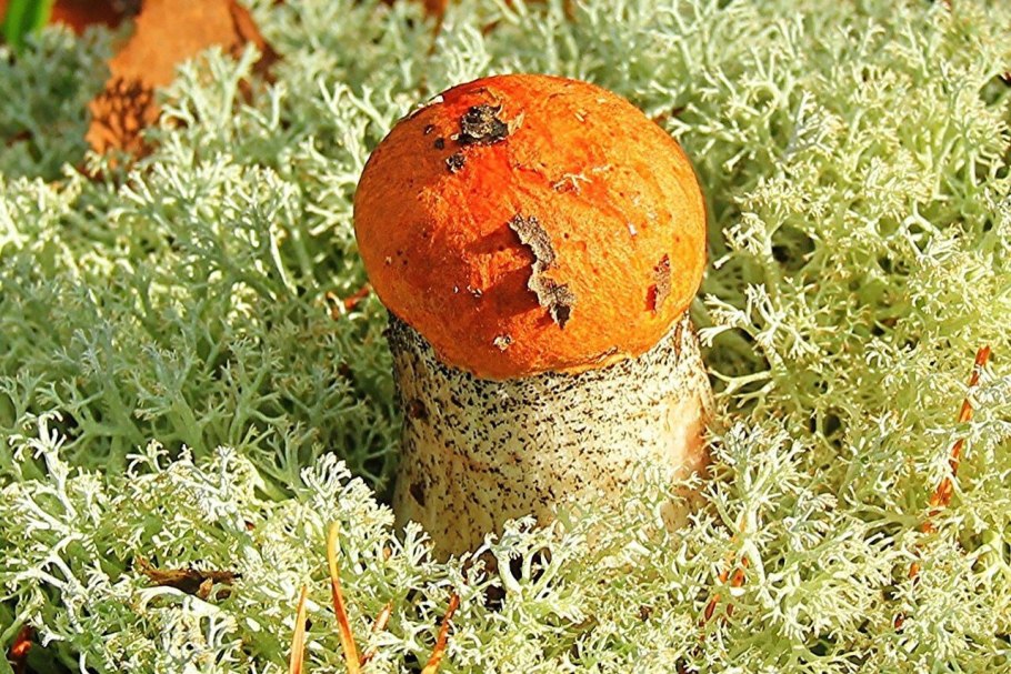 Подосиновик синеет