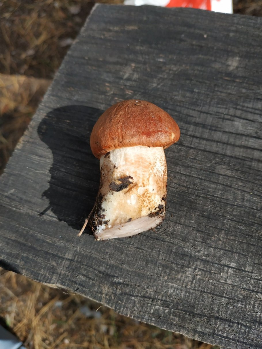 Подосиновик белоножковый