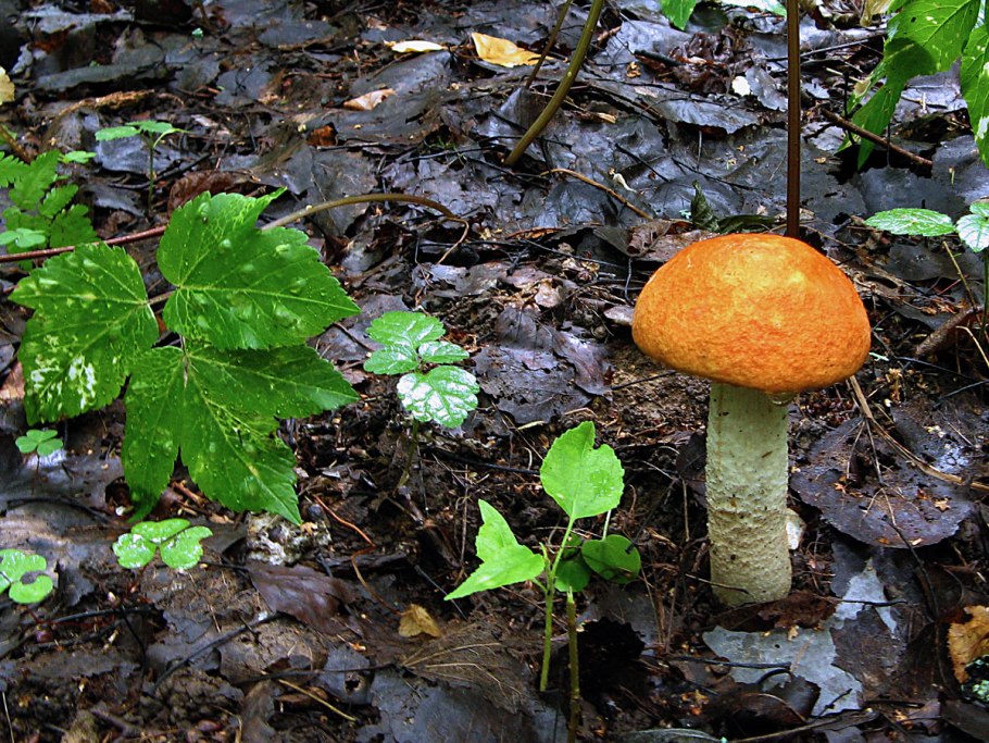 Подосиновик трубчатый