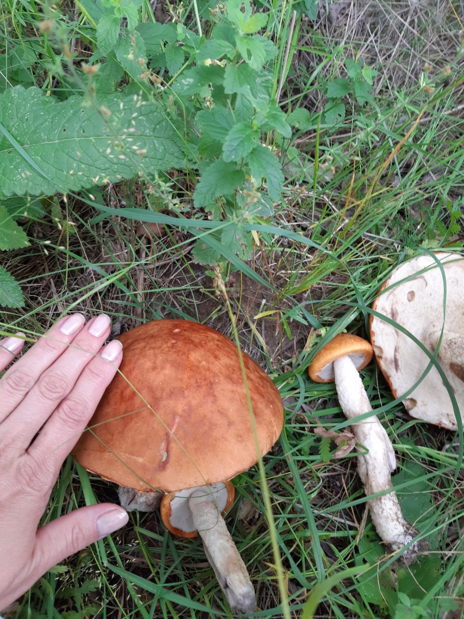 Форум грибников Подмосковья 2021