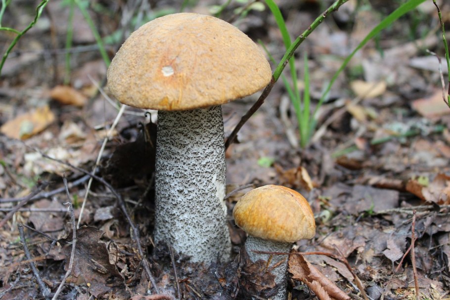 Грибы Бурятии