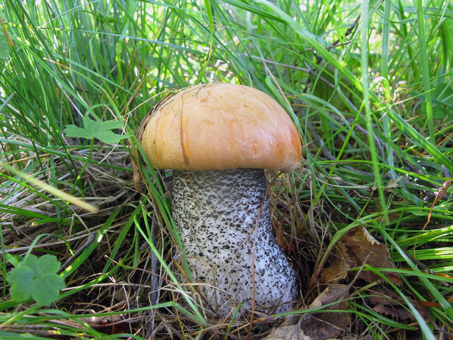 Гриб подосиновик в разрезе