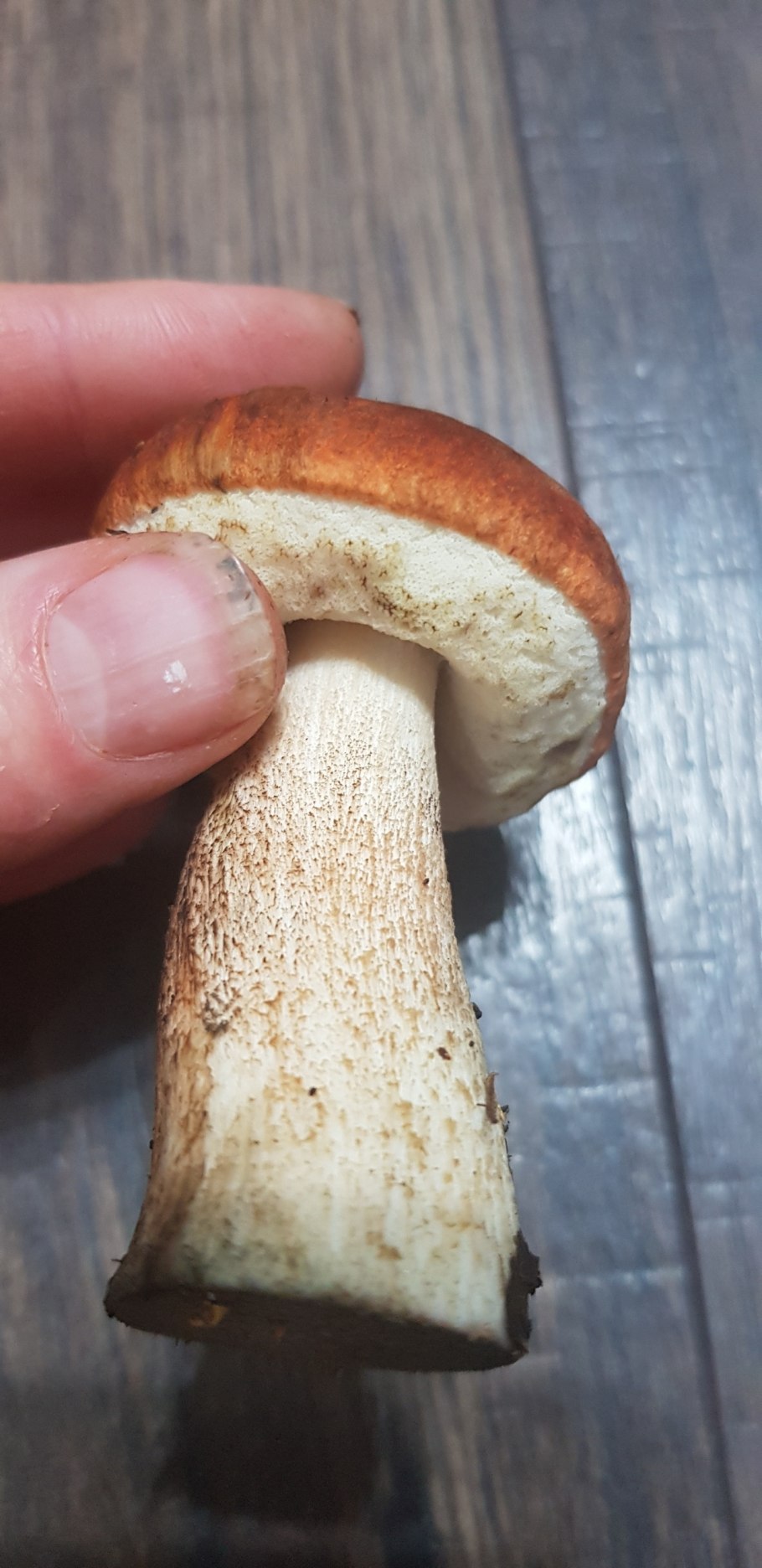 Грибы подосиновики синеют