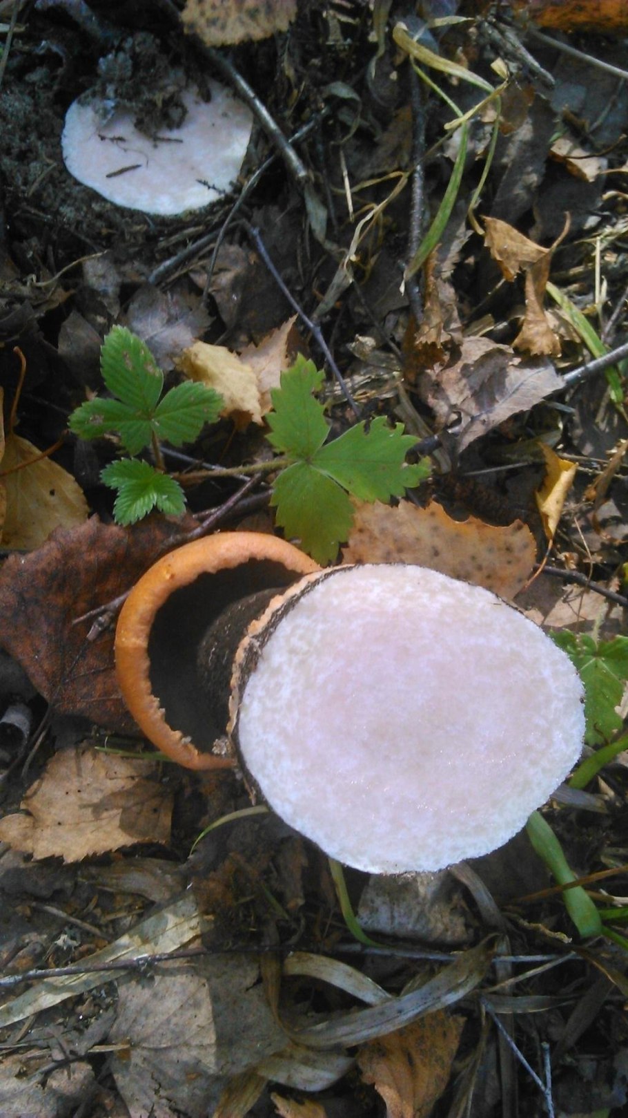 Подосиновик синеет