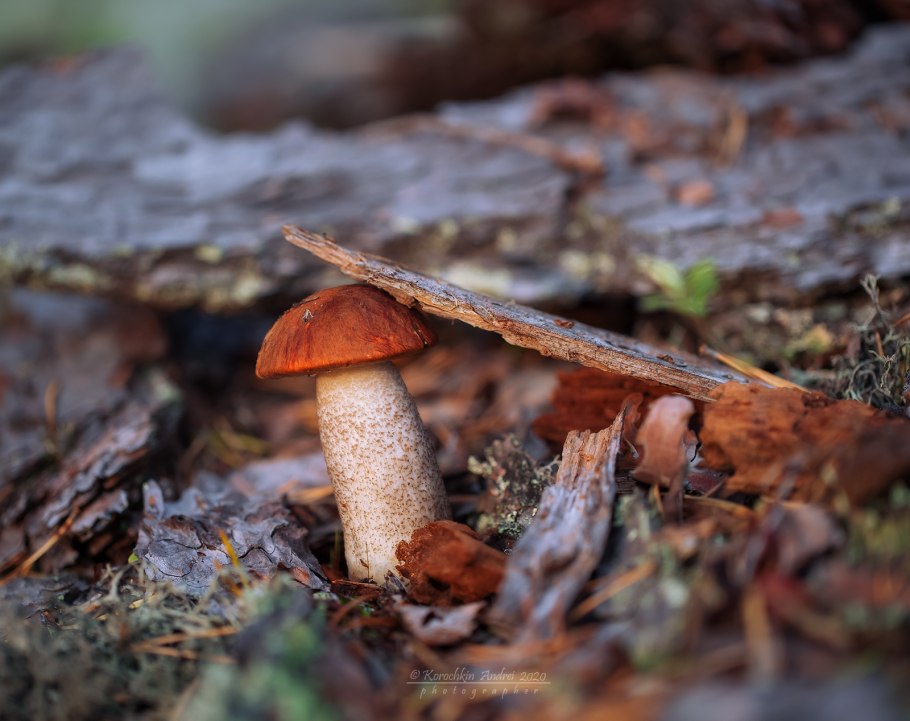 Ложный подосиновик на срезе