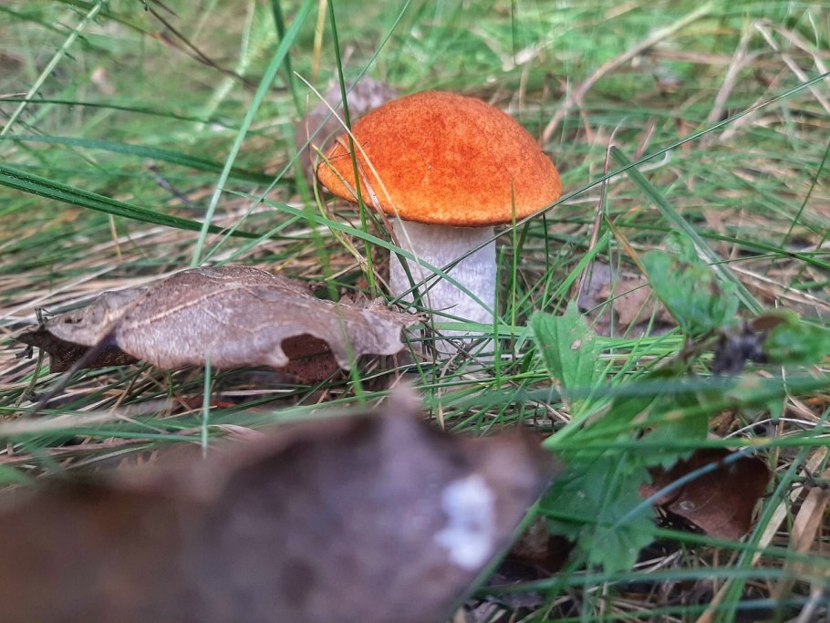 Подосиновики фото и описание