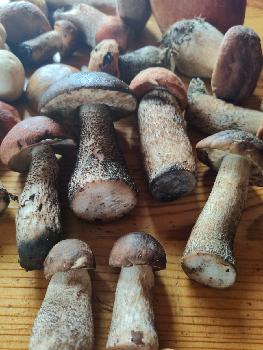 Дубовик синеющий