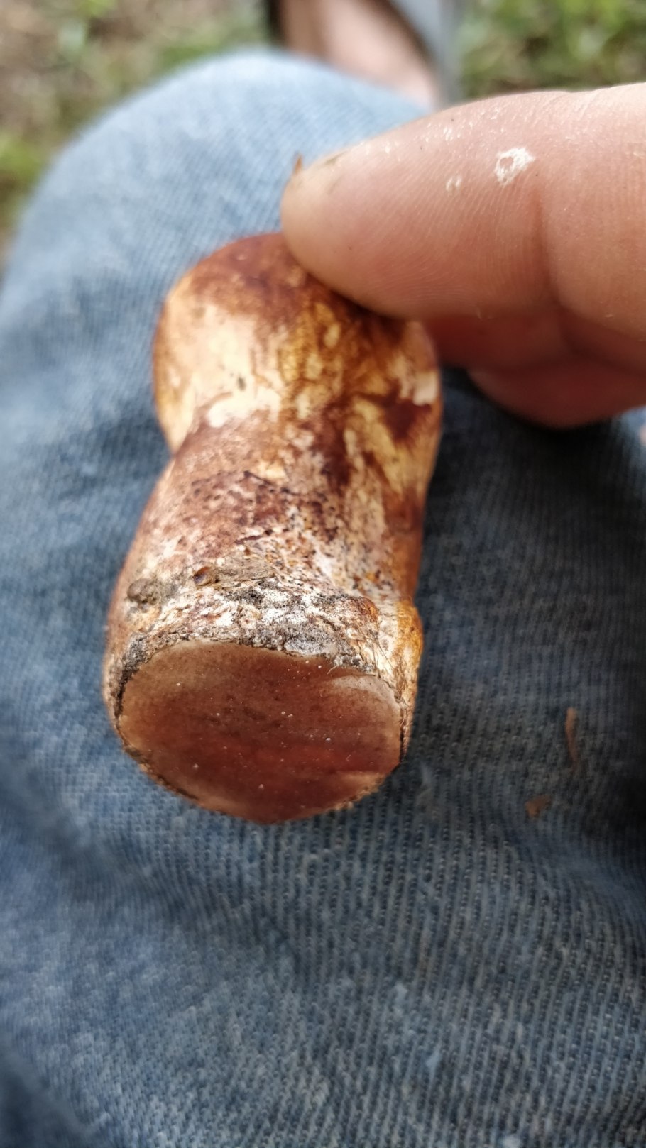 Подосиновик кавказский