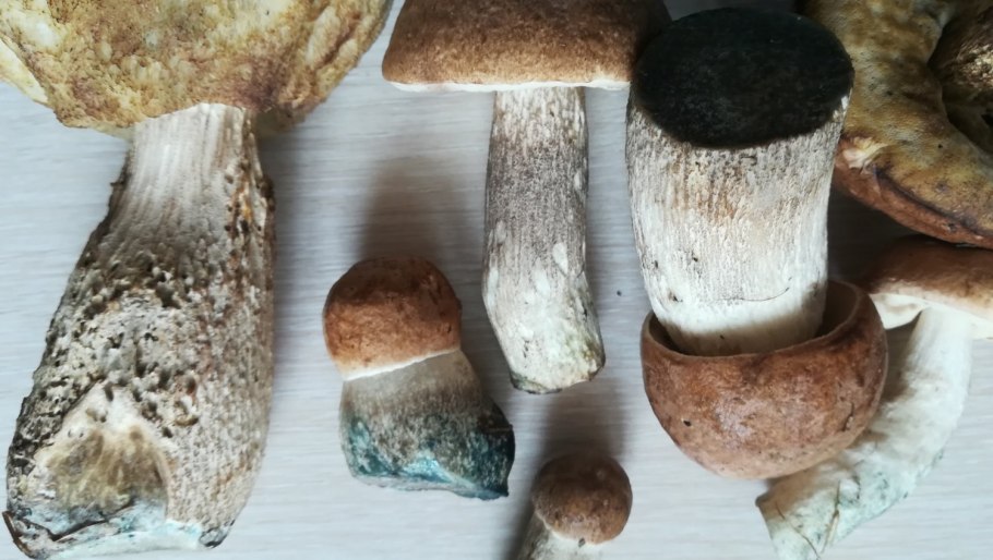 Ящики с грибами подосиновиками