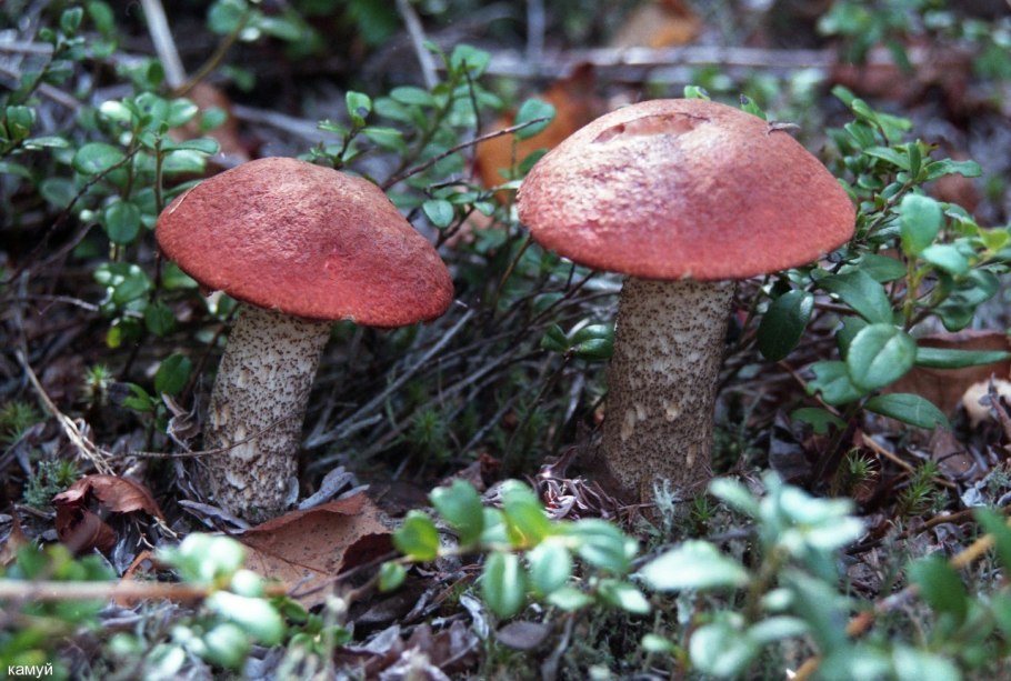 Подосиновик красный