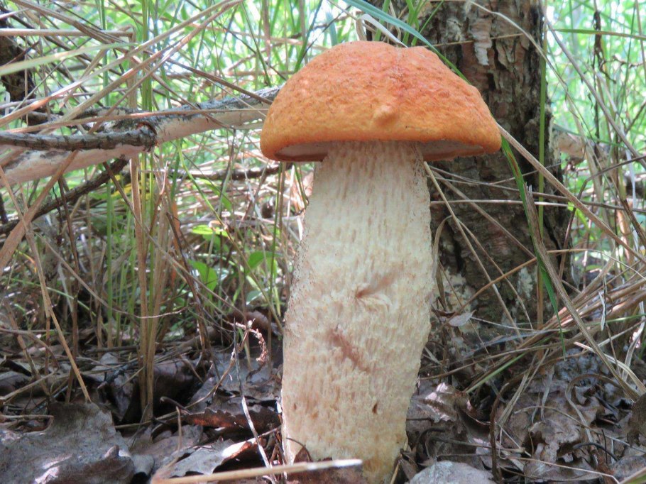 Orange-cap Boletus