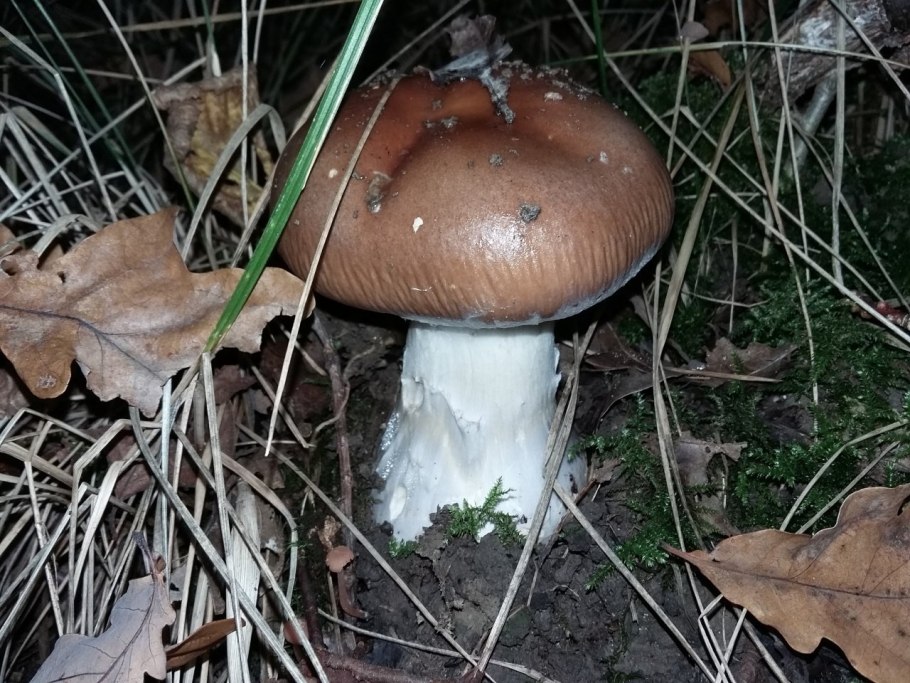 Cortinarius Praestans паутинник превосходный