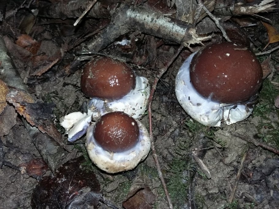 Паутинн к превосходный