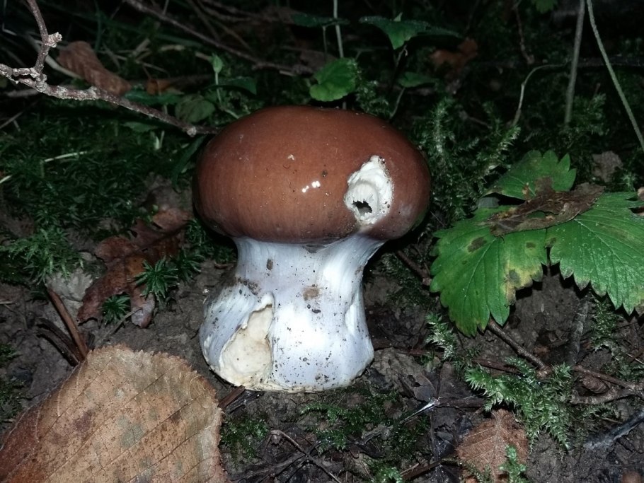 Cortinarius Praestans