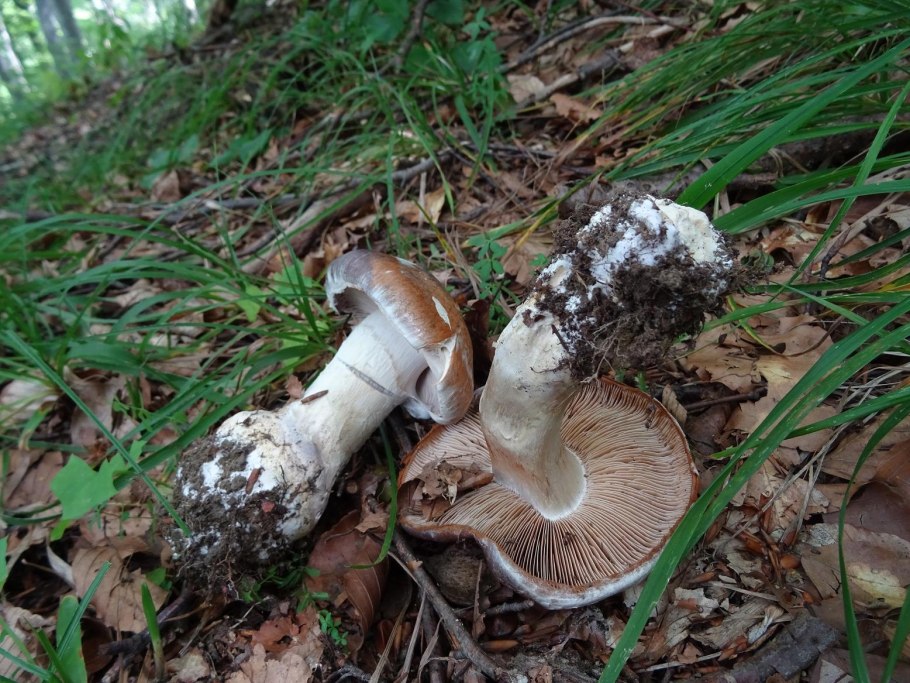 Гриб паутинник превосходный