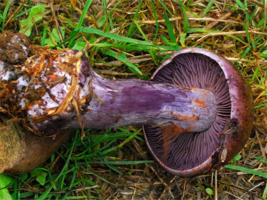 Паутинник порфироножковый Cortinarius porphyropus