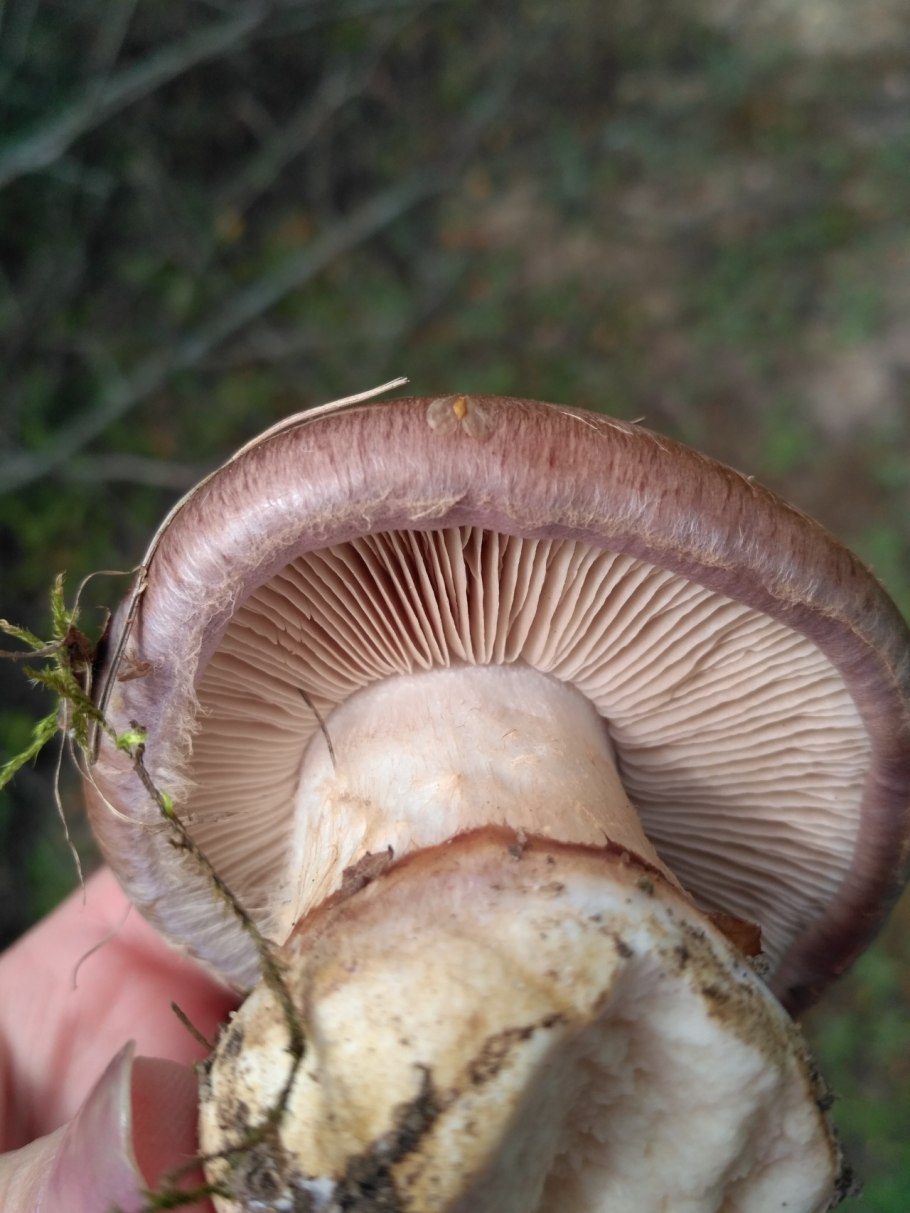 Паутинник гриб съедобный