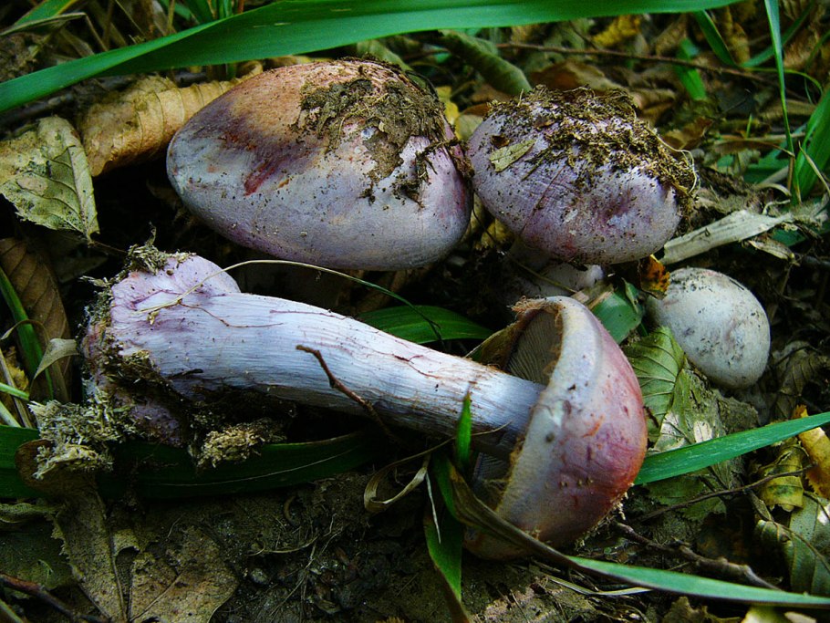 Паутинник гриб ложный