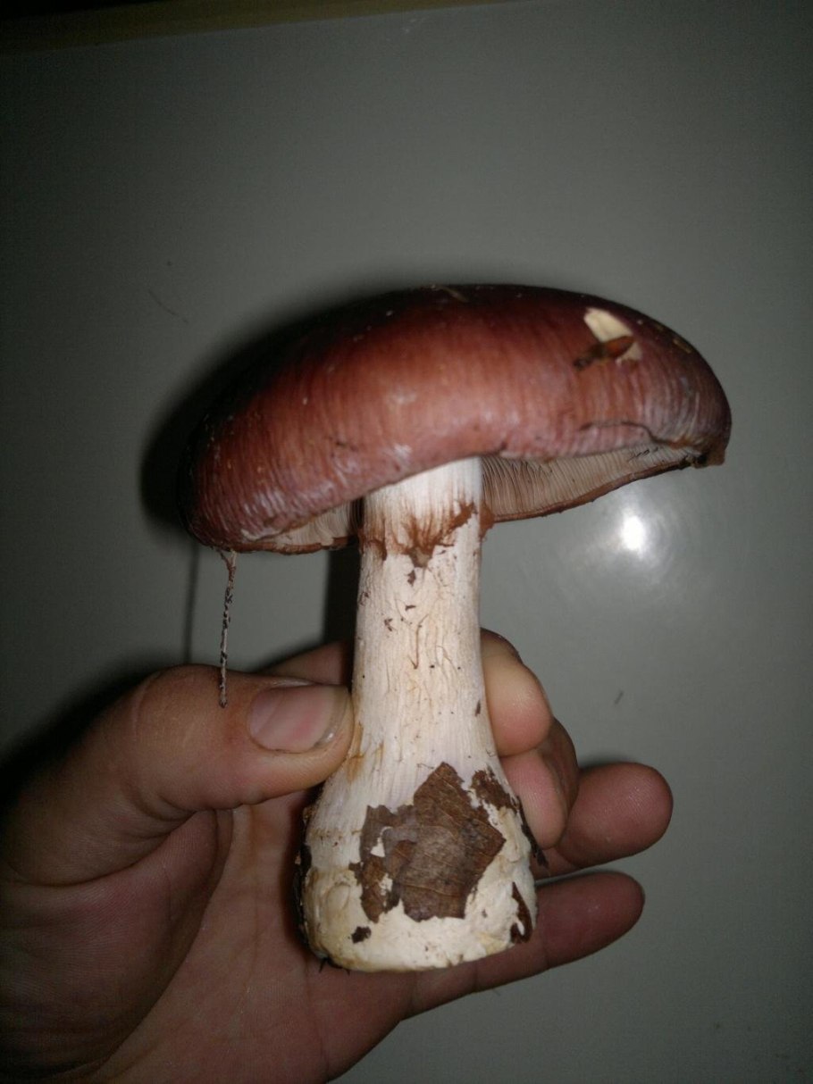 Гриб паутинник превосходный