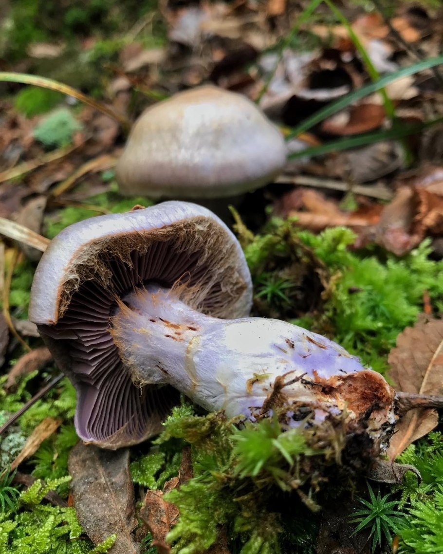 Паутинник козий Cortinarius traganus