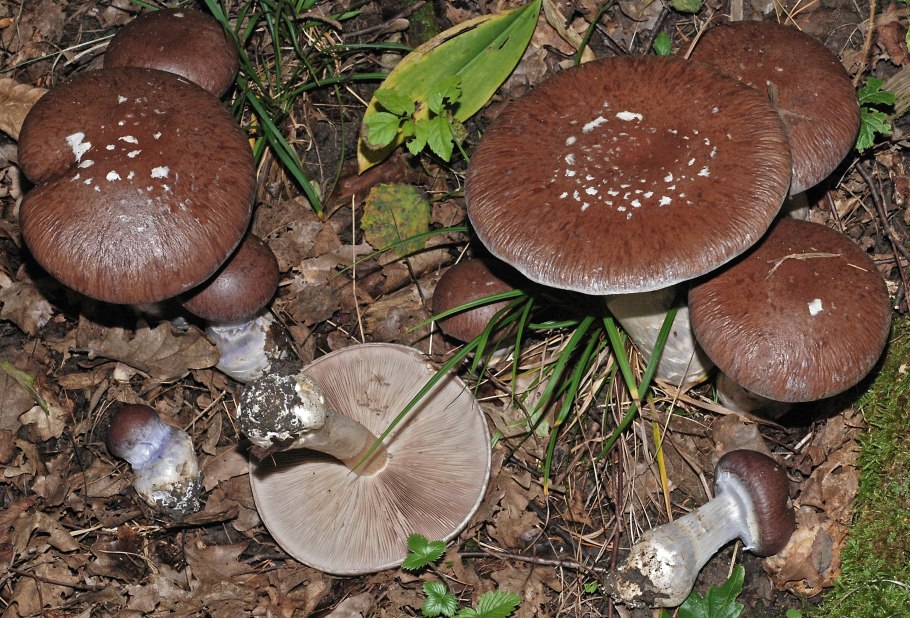 Cortinarius Praestans