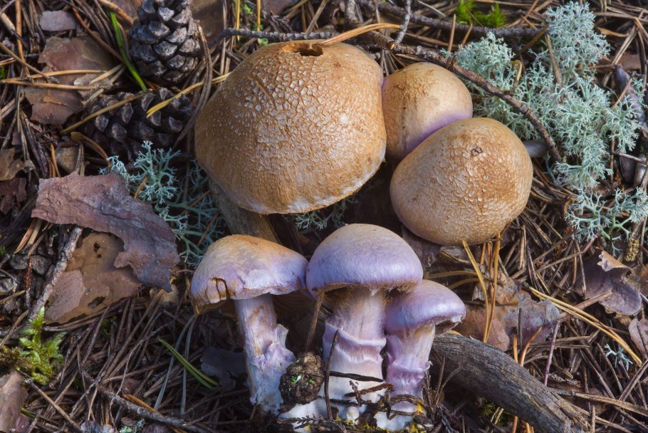 Cortinarius traganus