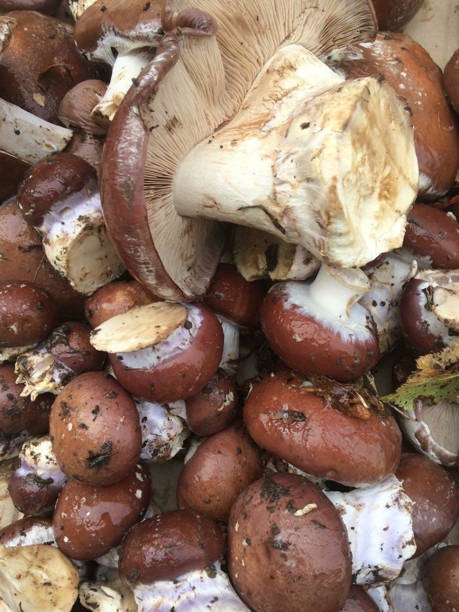 Cortinarius Praestans