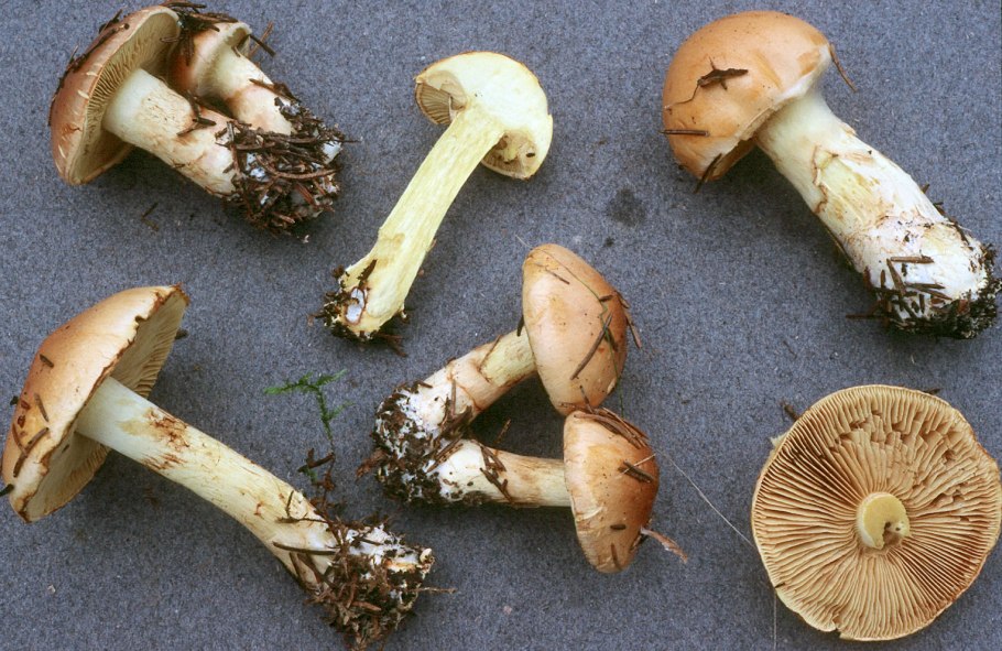 Жареные грибы паутинники