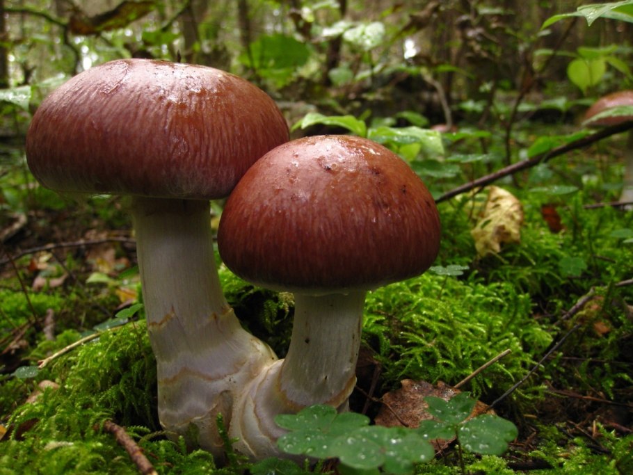 Паутинник браслетчатый съедобный