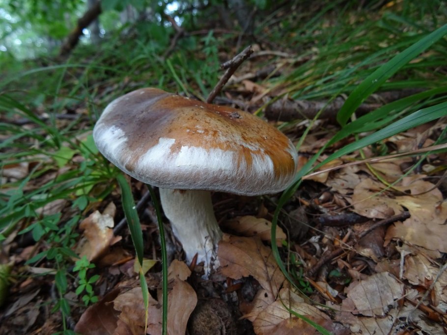 Паутинник СИЗО-голубой