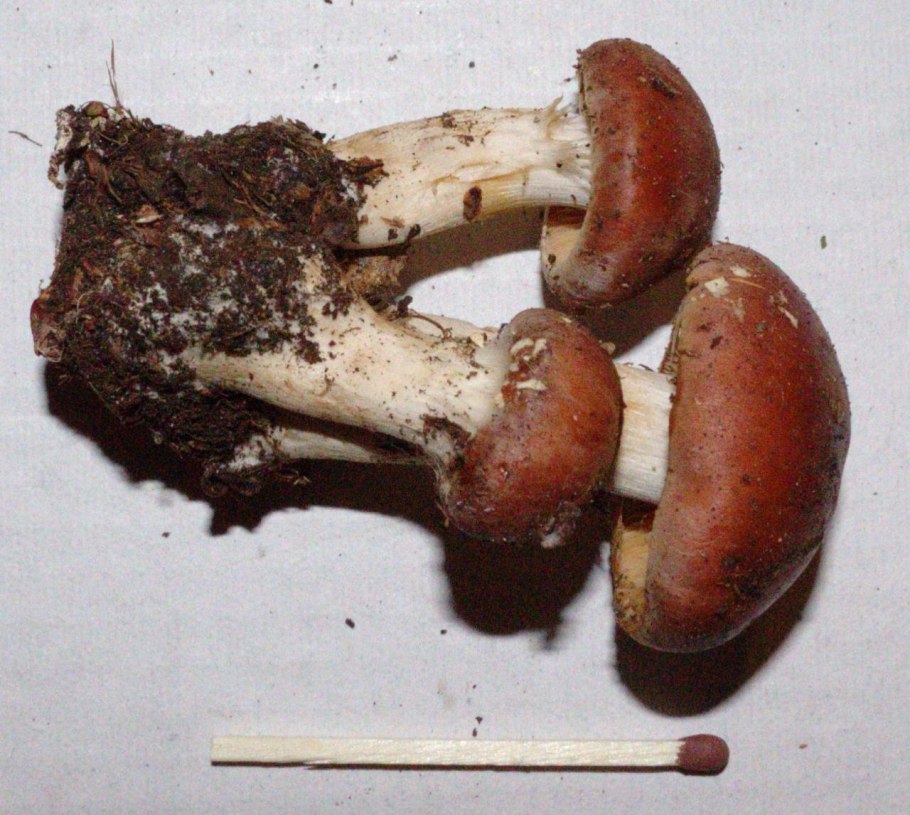 Паутинник превосходный съедобный или нет