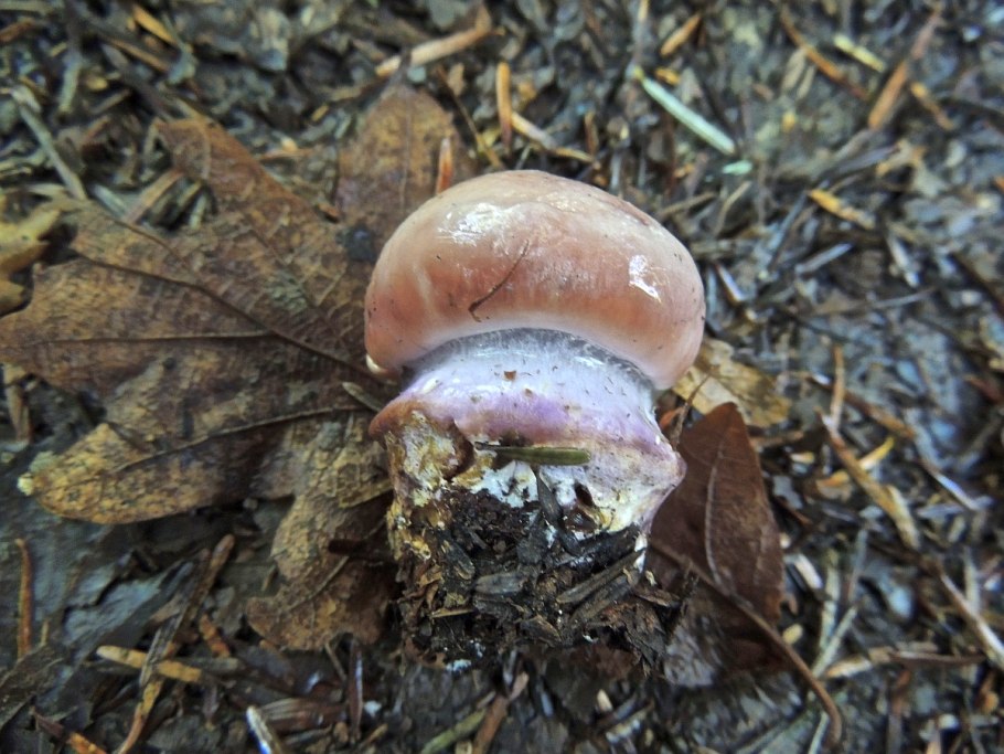 Гриб паутинник превосходный